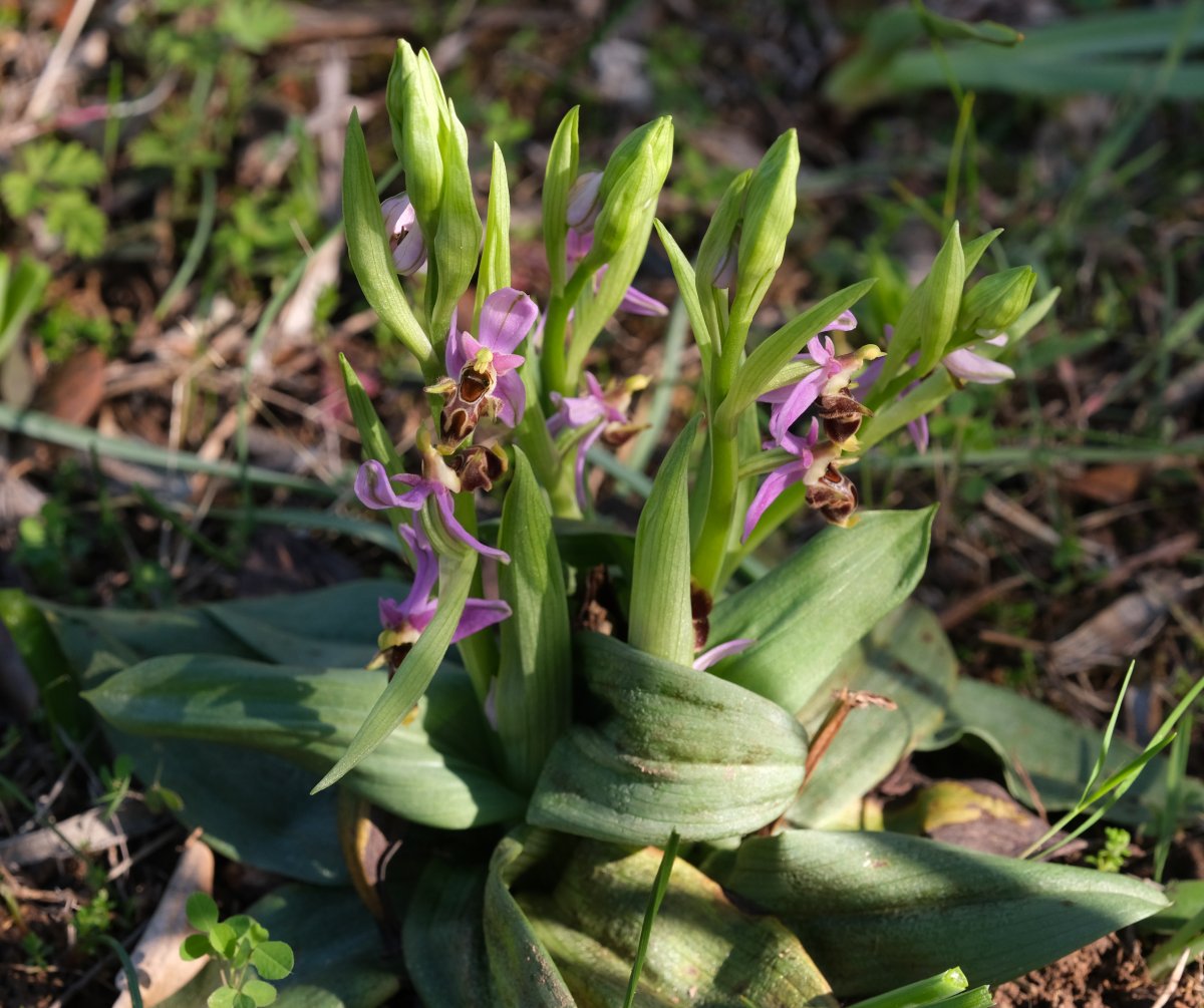 Orchidee di Marzo - Dalla Grecia con passione